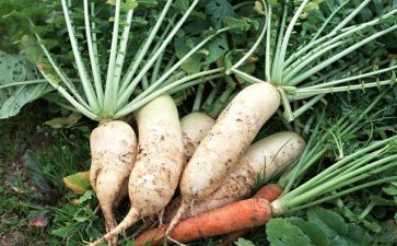 萝卜蹲教案教案参考7篇