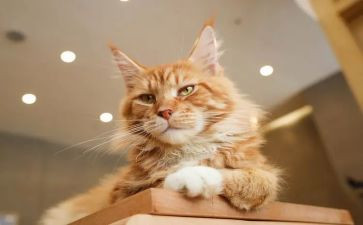 勒以猫的读后感600字最新5篇