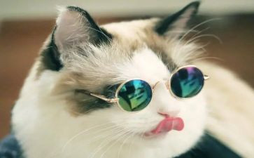 小猫的生日语言教案6篇