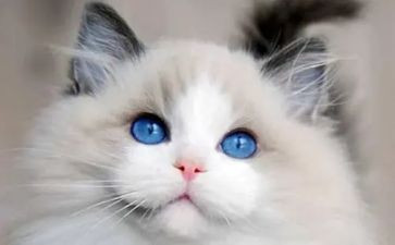 小班语言猫和鸟教案模板5篇