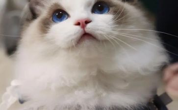 龙猫心得体会5篇