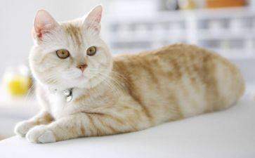 塔上的猫读后感300字作文优秀6篇