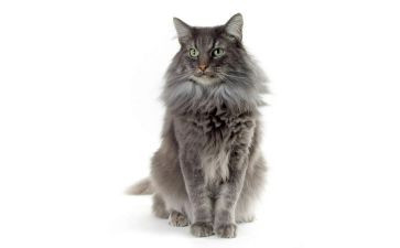 大大熊猫的作文5篇