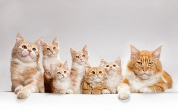 猫课文的心得体会7篇