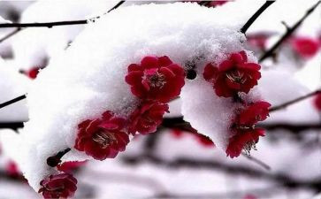 踏雪寻梅教案5篇