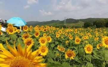 中班美术蒲公英教案6篇