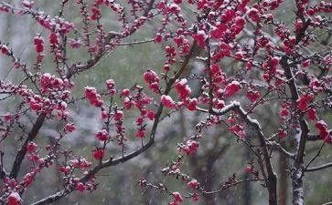 梅花的故事作文7篇