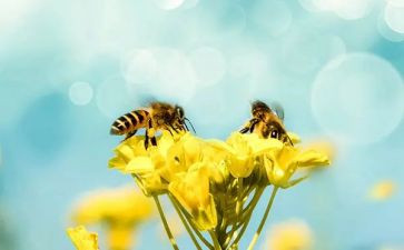 小蜜蜂音乐课教案5篇