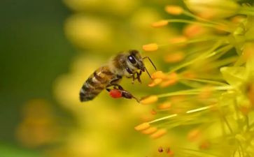 音乐《小蜜蜂》教案5篇