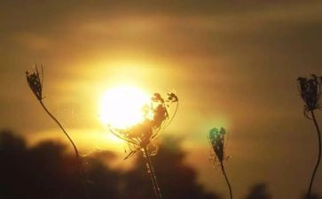 命运的作文优秀7篇