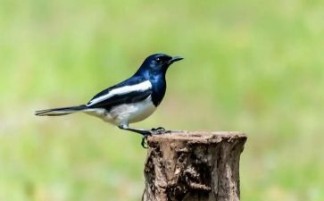 古诗鸟的教案6篇