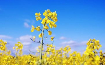 幼儿园说你好教案6篇