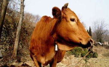 和牛有关的读后感作文参考8篇