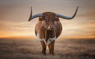 和牛有关的读后感作文最新5篇