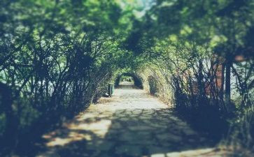 狼的诺言读后感7篇