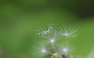 我是蒲公英的种子作文6篇