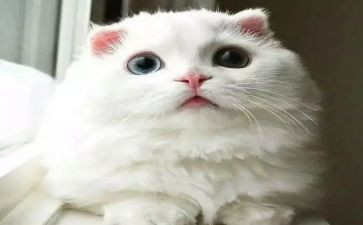 对军训期待的作文优秀8篇