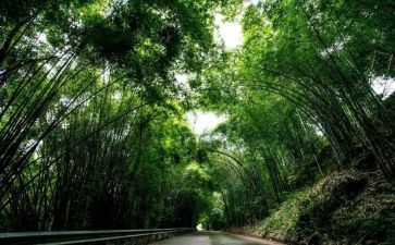 青神租房合同模板推荐6篇