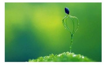 《生命,生命》读后感6篇