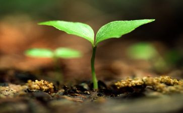 生命的作文800字精选8篇