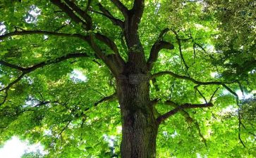 2024幼儿园植树节活动方案推荐8篇
