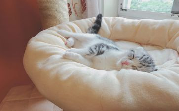 小班睡觉教案6篇