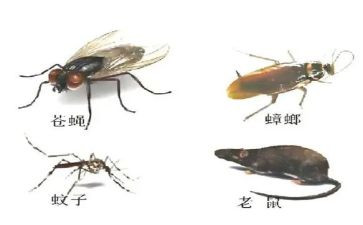 局2022年四害工作计划7篇
