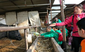 牛饲养员工作总结8篇