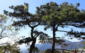 小班找松鼠教案5篇