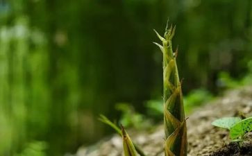 笋的教案8篇