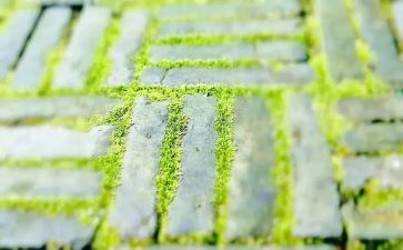苔读后感300字最新7篇