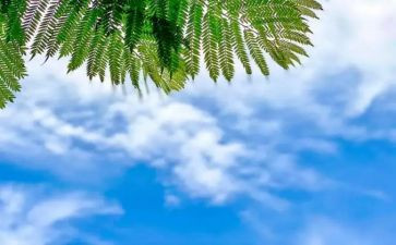 大班《天气预报》教案7篇