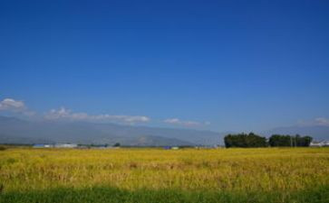 我爱家乡田野的作文6篇