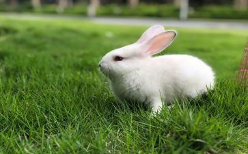 小学鸡兔同笼的教案8篇