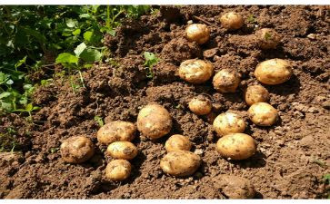 挖土豆作文推荐5篇