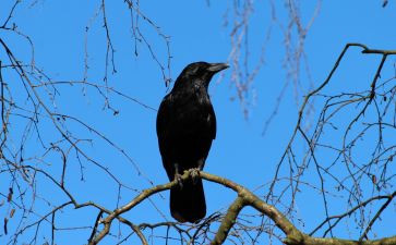 大班科学课乌鸦喝水教案7篇