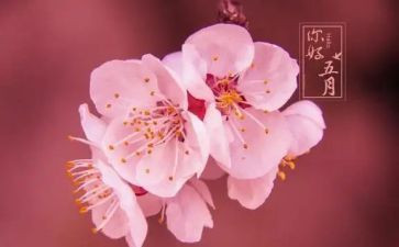 五月保育工作计划8篇