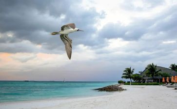 我想飞到作文600字5篇