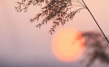 《骆驼祥子》600字心得6篇
