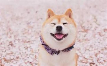 《微笑》教案模板5篇