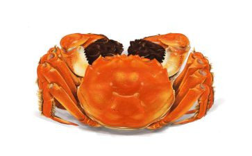 螃蟹爬教案推荐5篇