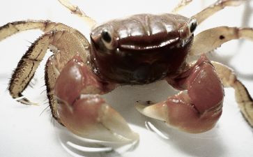 螃蟹爬教案最新7篇