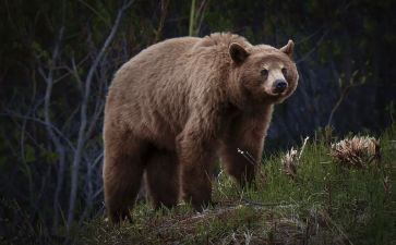 《棕熊的故事》读后感5篇