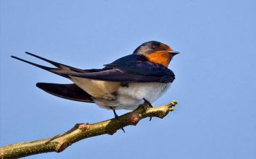 描写小燕子的作文6篇