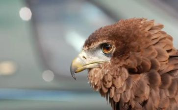 写雏鹰的作文6篇