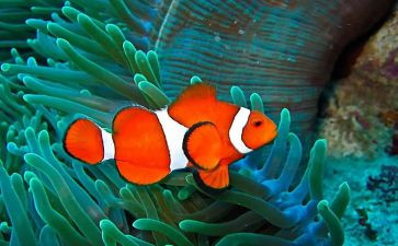 游泳的鱼教案6篇