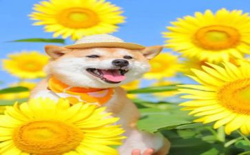 成功的喜悦作文6篇