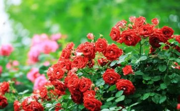 月季作文400字5篇