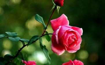 月季花开作文6篇