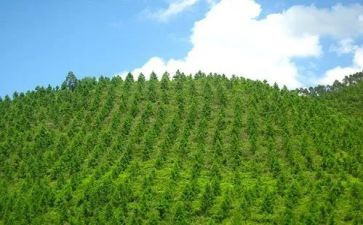 植树造林的活动方案8篇